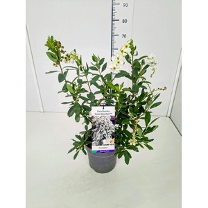 Exochorda racemosa