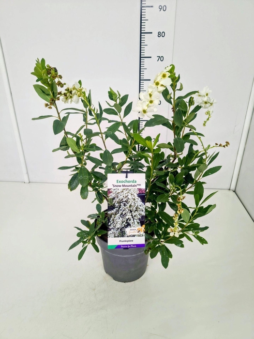 <h4>Exochorda racemosa</h4>
