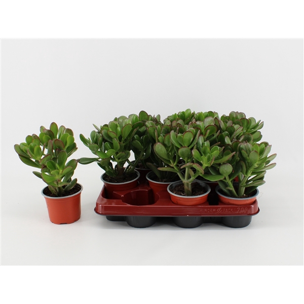 <h4>Crassula Ovata P10,5</h4>