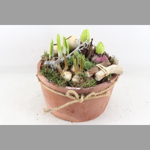 arr4 Bollenmix VL - Terra pot strik L x2