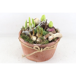 arr4 Bollenmix VL - Terra pot strik L x2