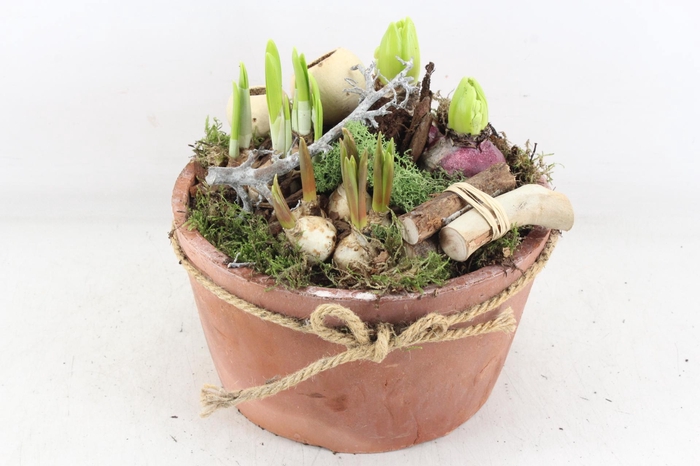 <h4>arr4 Bollenmix VL - Terra pot strik L x2</h4>