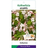 Kolkwitzia