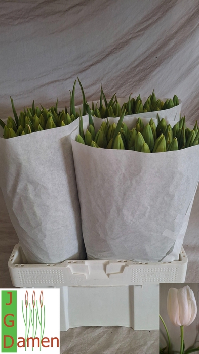 <h4>TU EN MAUREEN</h4>