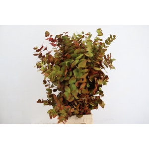 EUC CINEREA AUTUMN 200GR