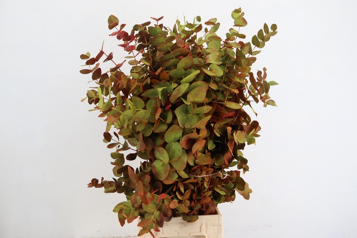 <h4>EUC CINEREA AUTUMN 200GR</h4>