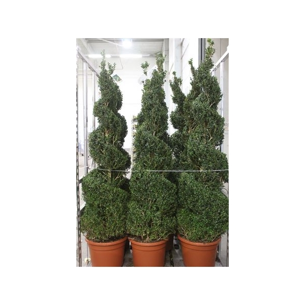 <h4>Buxu Sempervirens ** Spiraal 170cm **</h4>