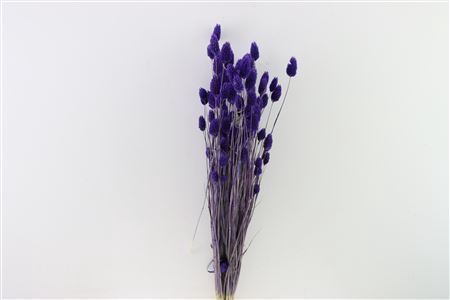 <h4>Dried Phalaris X5 Purple Bunch</h4>