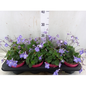 Streptocarpus saxorum