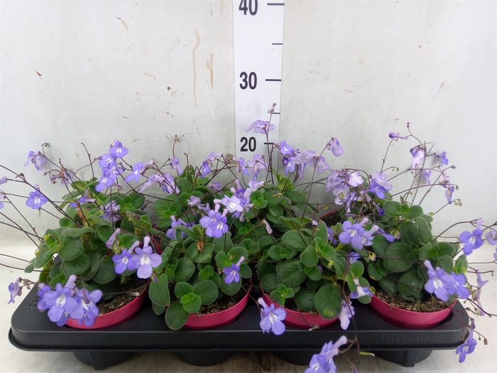 <h4>Streptocarpus saxorum</h4>