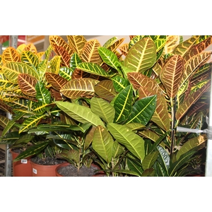 CROTON HIBRIDO PETRA P24