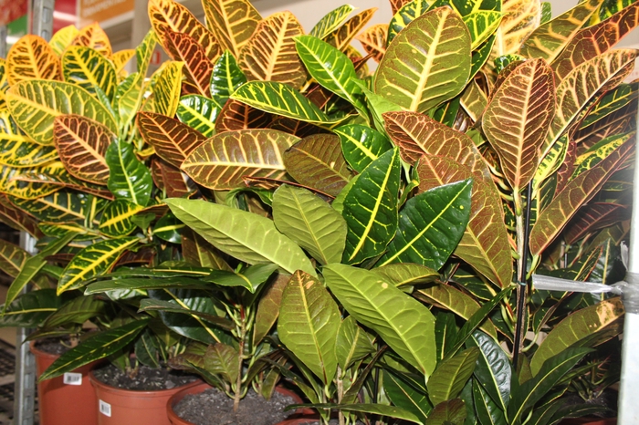 <h4>CROTON HIBRIDO PETRA P24</h4>