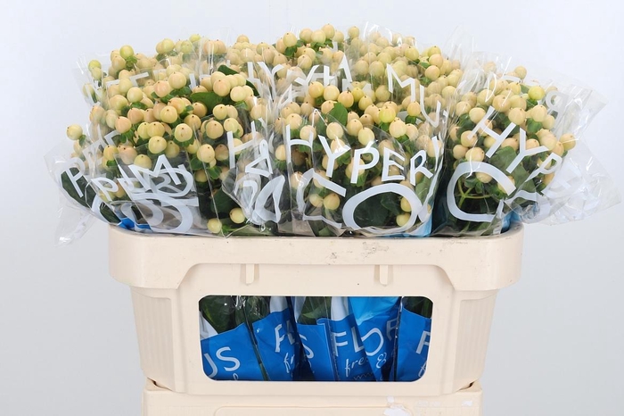 <h4>Hyp Coco Gelato</h4>