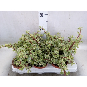 Portulacaria afra 'Variegata'