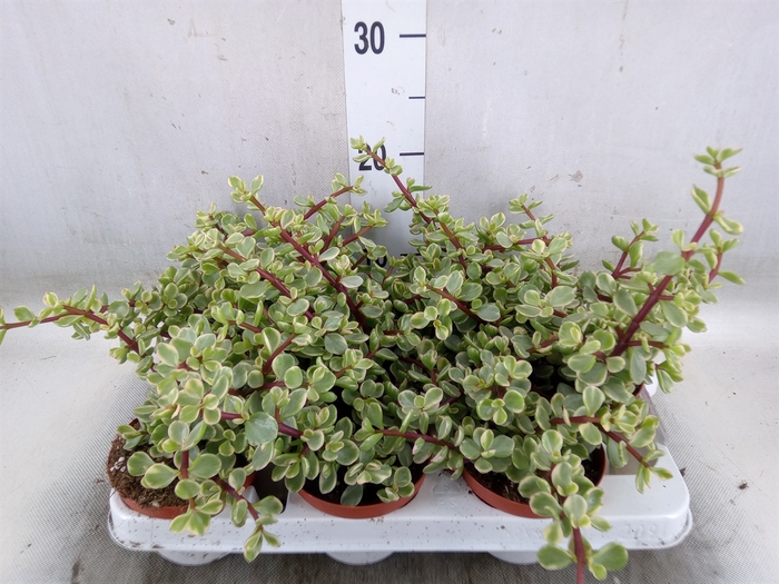 <h4>Portulacaria afra 'Variegata'</h4>