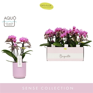 Boquetto Delight 3-5 spike in Molise Lilac Aquo