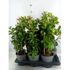 Mandevilla am. 'Diaman Jade White'