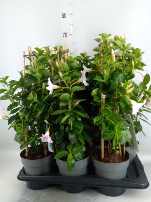 <h4>Mandevilla am. 'Diaman Jade White'</h4>