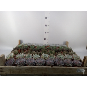 Echeveria   ...