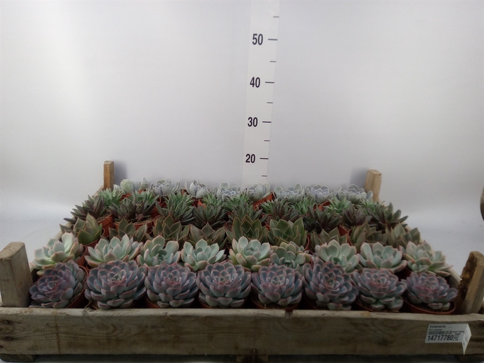 <h4>Echeveria   ...</h4>