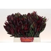 Leucadendron Saf Sunset Dark R.
