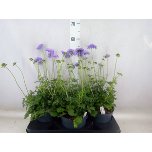 Scabiosa japonica