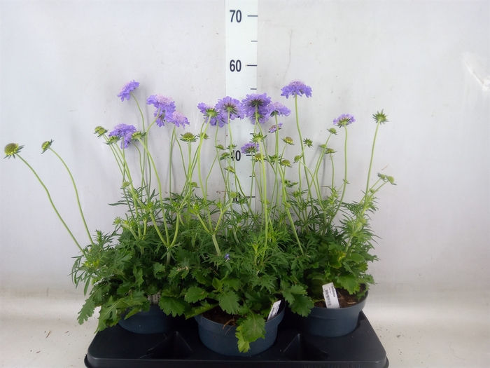 <h4>Scabiosa japonica</h4>