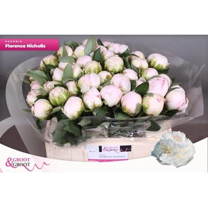 PAEO L FLOR NICHOLLS