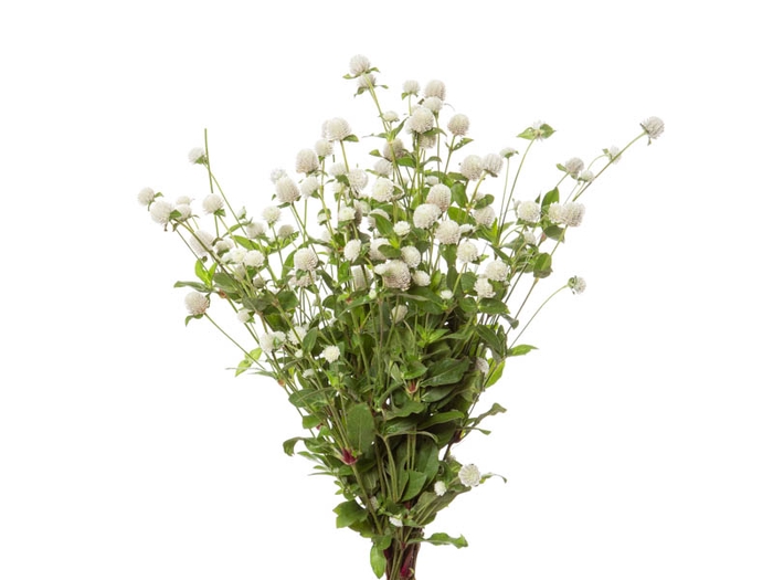 PERPETUA 060 CM BRANCO