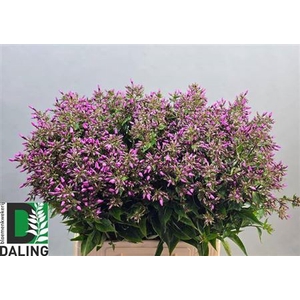 PHLOX P PINK EYES ANGEBOT
