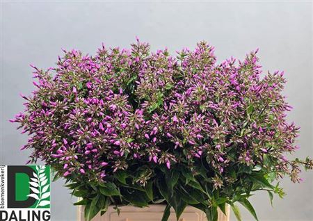 <h4>PHLOX P PINK EYES ANGEBOT</h4>