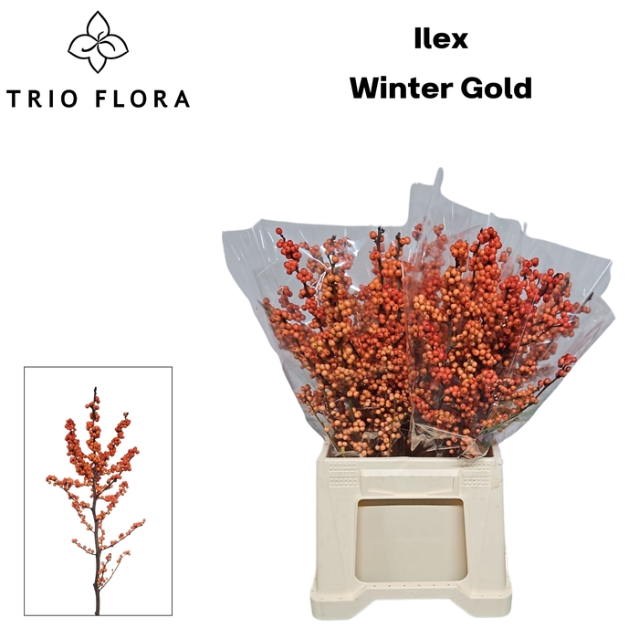 <h4>ILEX VE WINTER GOLD 566 L50</h4>