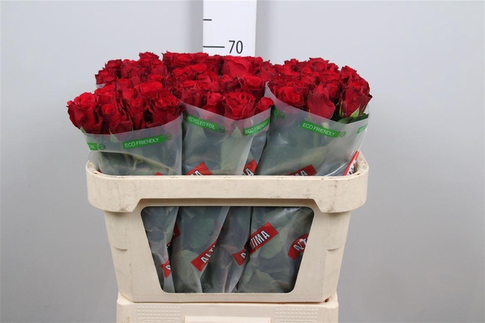 <h4>R Gr Upper Class</h4>