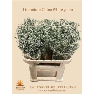 Lim Sin China White