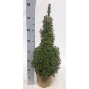 PICEA GL CONICA