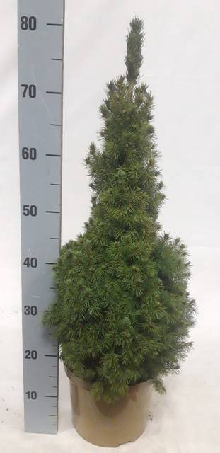 <h4>PICEA GL CONICA</h4>