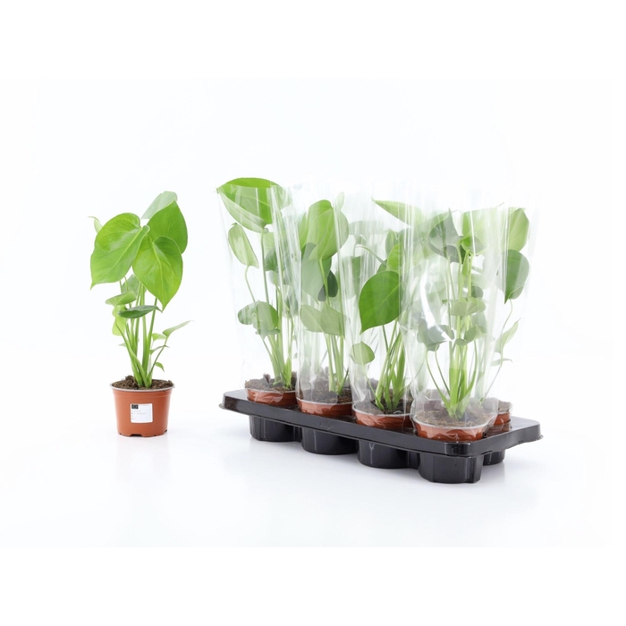 <h4>MONSTERA DELICIOSA</h4>