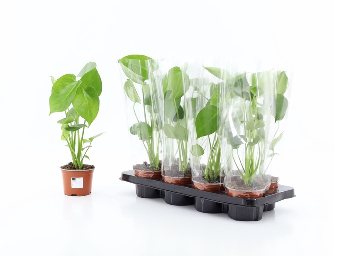 <h4>MONSTERA DELICIOSA</h4>