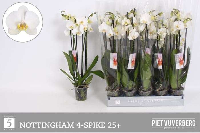 <h4>Phal An Nottingham</h4>