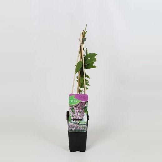 <h4>Wisteria sinensis Rosea</h4>