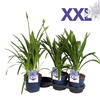 Agapanthus