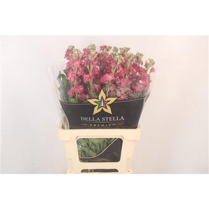 Matth Iron * Premium* Vintage Brown