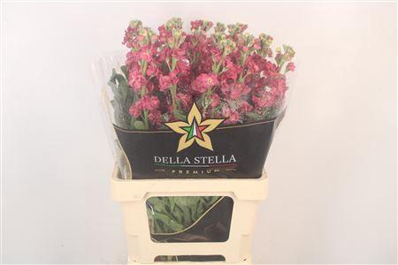 <h4>Matth Iron * Premium* Vintage Brown</h4>