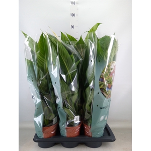 Spathiphyllum  'Vivaldi'