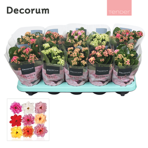Kalanchoe Decorum TENDER - Serenity mix
