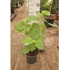 Sparmannia africana