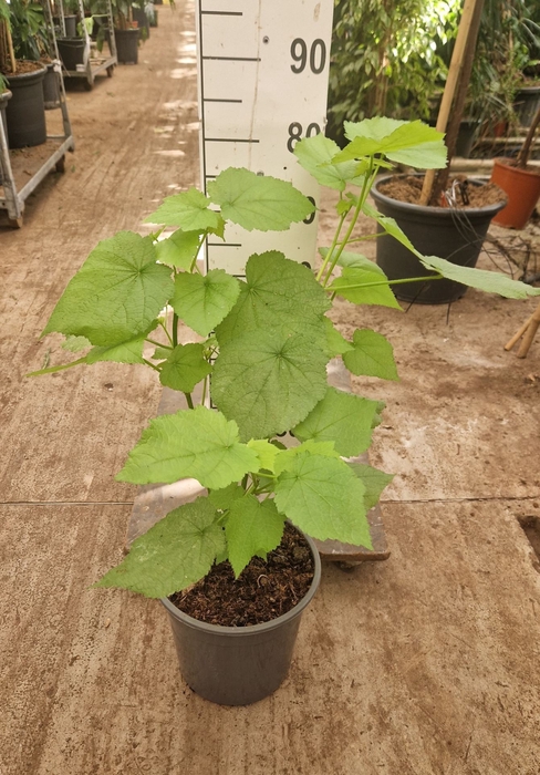 Sparmannia africana
