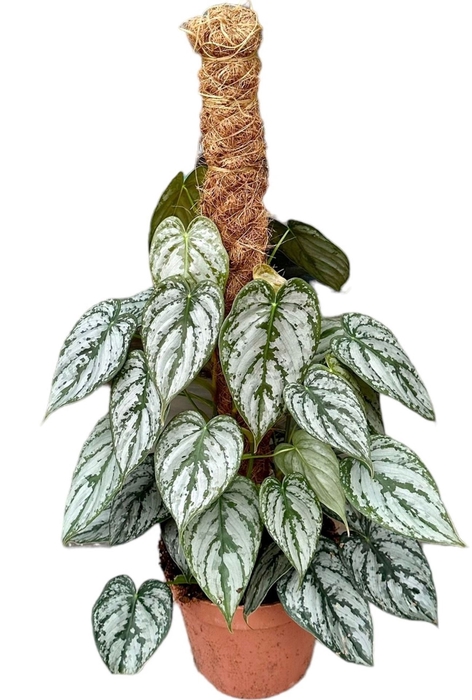<h4>Philodendron Brandtianum</h4>