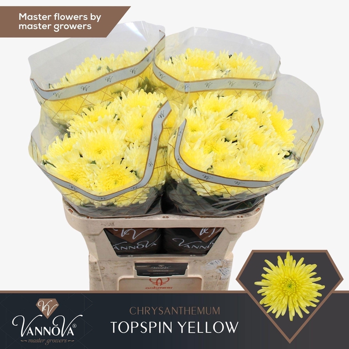 <h4>CHR G TOPSPIN YELLOW</h4>