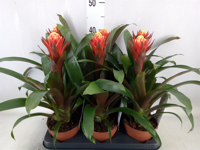 <h4>Guzmania  'Happyness'</h4>